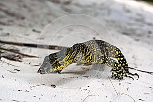 Low angle close-up shot of a Lace Monitor, commonly known as Tree Goanna Varanus varius