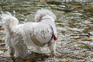 Low angle close up small cute Maltese dog stand in shallow river water