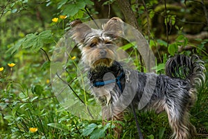 Low angle close up small pretty adorable cute Yorkshire Terrier