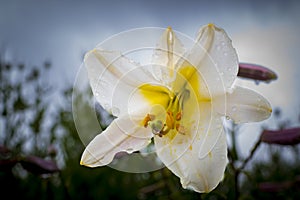 Low angle close-up view of Lilium candidum, the Madonna lily or also named white lily