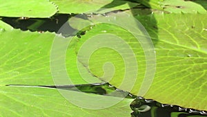 Low angle close up view of overlapping lily pads in a pond in Asia