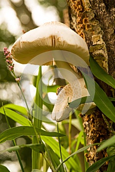 Low angle close-up of wild growing common white mushroom on side of tree with grasses