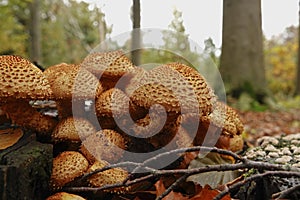 Low angle closeup on a brown shaggy scalycap or scaly Pholiota squarrosa on dead beech wood