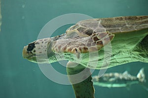 Low angle closeup shot of Loggerhead sea turtle