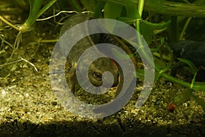 Low angle closeup shot of a rare Newts salamander species on a rock surrounded by green leaves