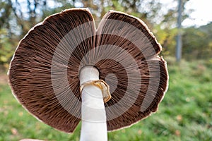 Low-angle closeup of a two-spored Champignon 
 in a natural outdoor setting