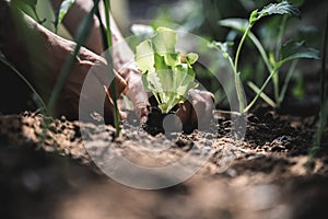 Low angle closeup view of female hands planting green salad seedling in a home garden