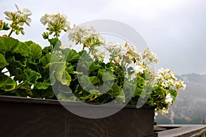 Low-angle closeup of white Pelargonium flowers in the flower pot outdoors, foggy sky background