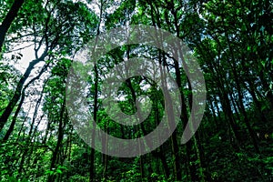 Low angle of a dense forest with tall trees leaning towards the sky