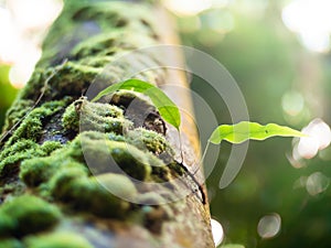 Low angle depth of field close up shot of a moss covered tree tr