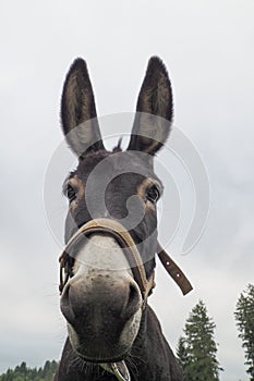Low angle of a donkey with a gloomy sky background