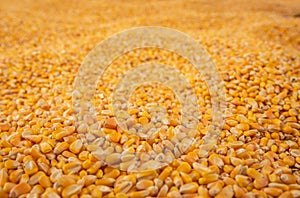 Endless Corn Kernel Harvest, Low Angle