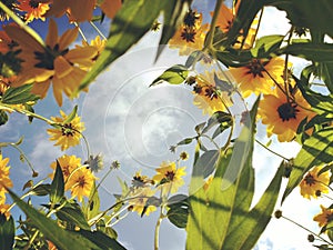 Low angle few of yellow flowers on sunny blue sky background