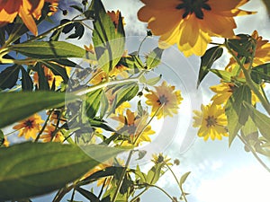 Low angle few of yellow flowers on sunny blue sky background