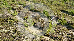 Low angle flying back video over planted rows of very small pine tree plants at clearcut area, after the whole forest was cut.