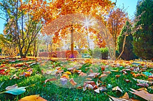 The low angle foliage on the grass in autumn park