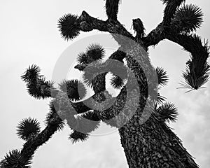 Low-angle grayscale of the Joshua tree with long branches under the gloomy cloudy sky