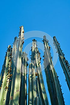 Low angle of green cacti against the blue sky