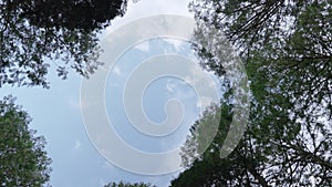 A low angle of the green leaves on the trees and cloud