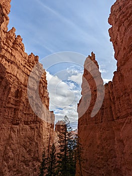 Low angle of green trees in rocky mountains in Bryce Canyon National Park, Utah