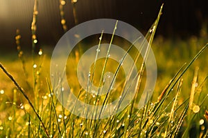 Low angle ground view on yellow, green grass with dew drops in sunlight on a autumn meadow. Bright, vibrant, multicoloroed scenery