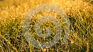 Low angle ground view on yellow, green grass with dew drops in sunlight on a autumn meadow. Bright, vibrant, multicoloroed scenery