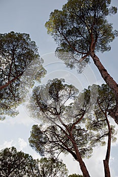 Low angle of high trees in a Roman garden