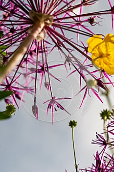Low angle image of purple flower head