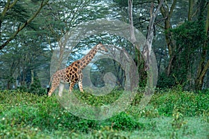 Low angle image of Rothschild\'s giraffe walking through an acacia forest
