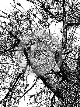 Low angle leaveless trunk tree