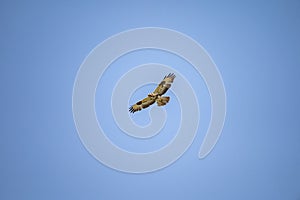 Low angle long shot of an eagle flying in the sky