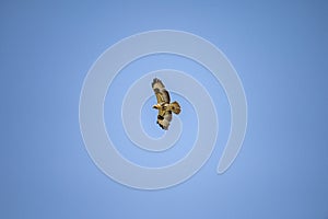 Low angle long shot of an eagle flying in the sky