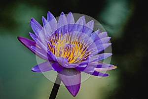 Low Angle Macro View Beautiful Purple Lotus Flower Blooming On Water