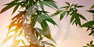 Low angle of medical Cannabis plant against sky at sunset