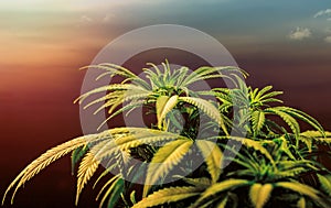 Low angle of Medical Marijuana plant against sky at sunset