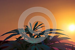 Low angle of Medical Marijuana plant against sky at sunset