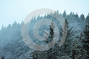 Low-angle of a misty and snowy mountain covered with fir trees foggy sky background