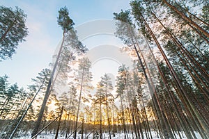 Low angle nature landscape in winter time