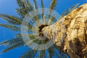 Low Angle Palm Tree and Palm Leaves against Blue Sky