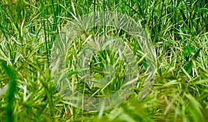 Low angle photo of grass in field.