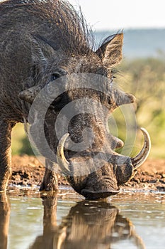 A low angle photo of male Warthog`s face while drinking.