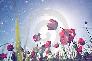 Low angle photo of red poppies against sky with light burst and glitter sparkling lights