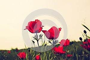 Low angle photo of red poppies against sky with light burst. vintage filtered and toned