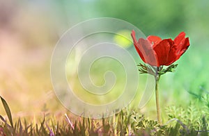 low angle photo of red poppy in the green field