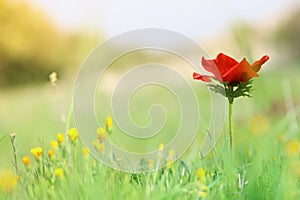 low angle photo of red poppy in the green field