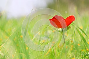 low angle photo of red poppy in the green field