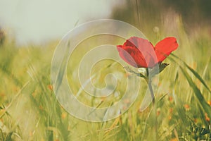low angle photo of red poppy in the green field
