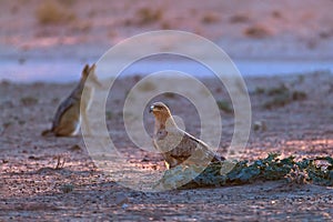 Low angle photo of Tawny eagle and Black Backed Jackal, Canis Mesomelas on ground, colorful light. African wildlife photo,