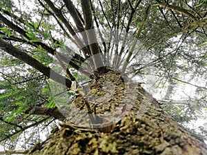 Low-angle of a pine tree trunk. Conifers
