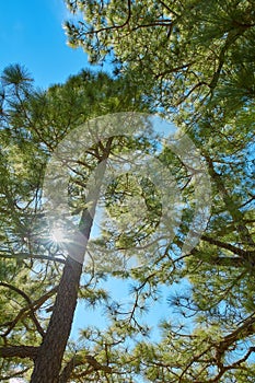 Low angle of pine trees in a forest against a bright blue background with a sun flare. Tall coniferous evergreen plants
